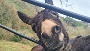 A donkey behind a metal fence with a hilly landscape in the background. - Fantástico Retiro Rural en el Corazón de Euskadi (Elgoibar)