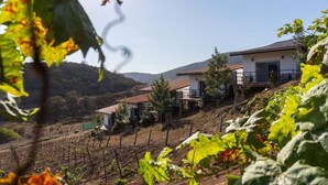 A vineyard with rows of grapevines, a white building with a red roof, and a hillside in the background. - Cabañas hermosa vista Oceano-Montaña (Ensenada)