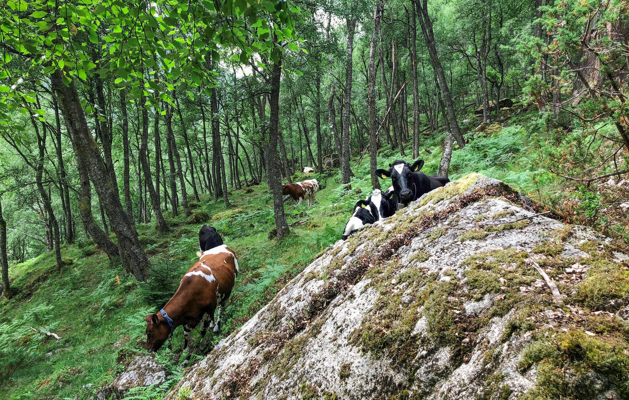 Une zone boisée où l’on peut voir des vaches qui paissent.