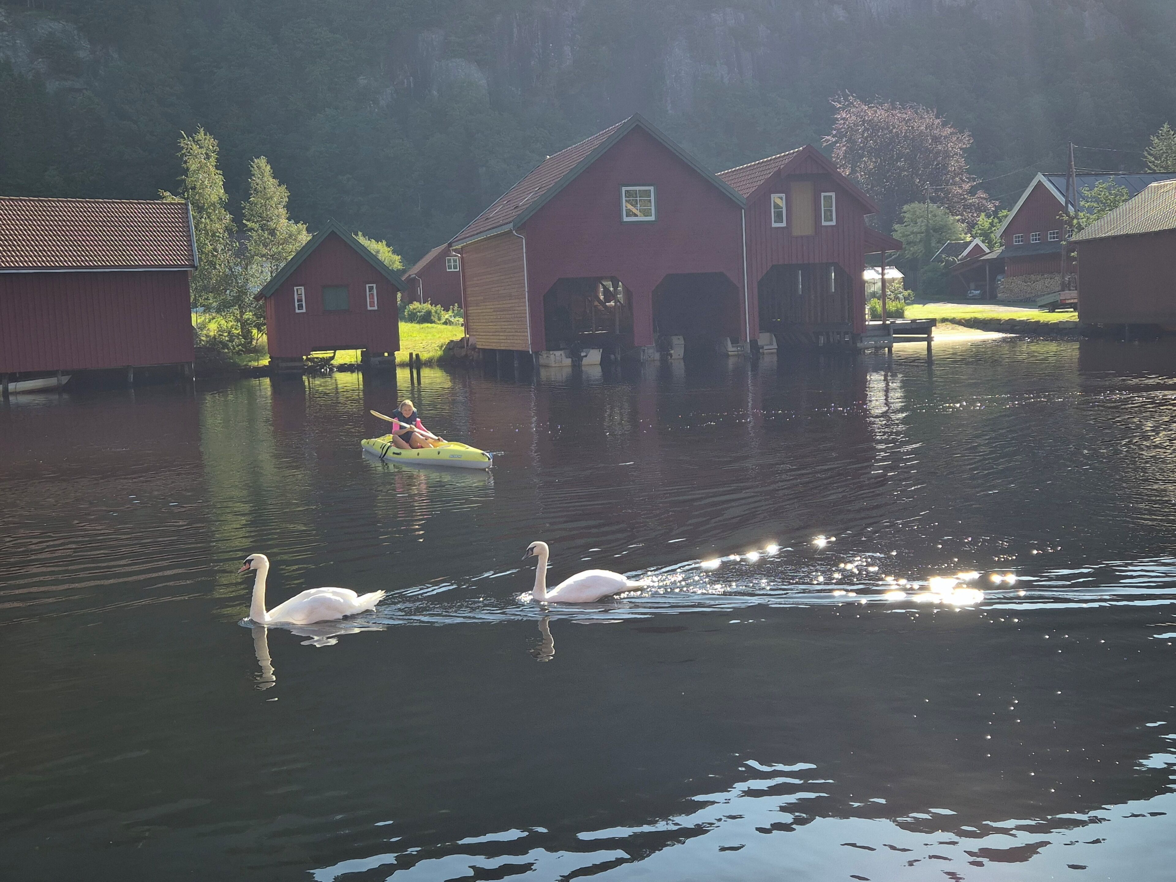 Una masa de agua tranquila con dos cisnes y una persona en kayak. Edificios rojos con techos verdes se ven al fondo.