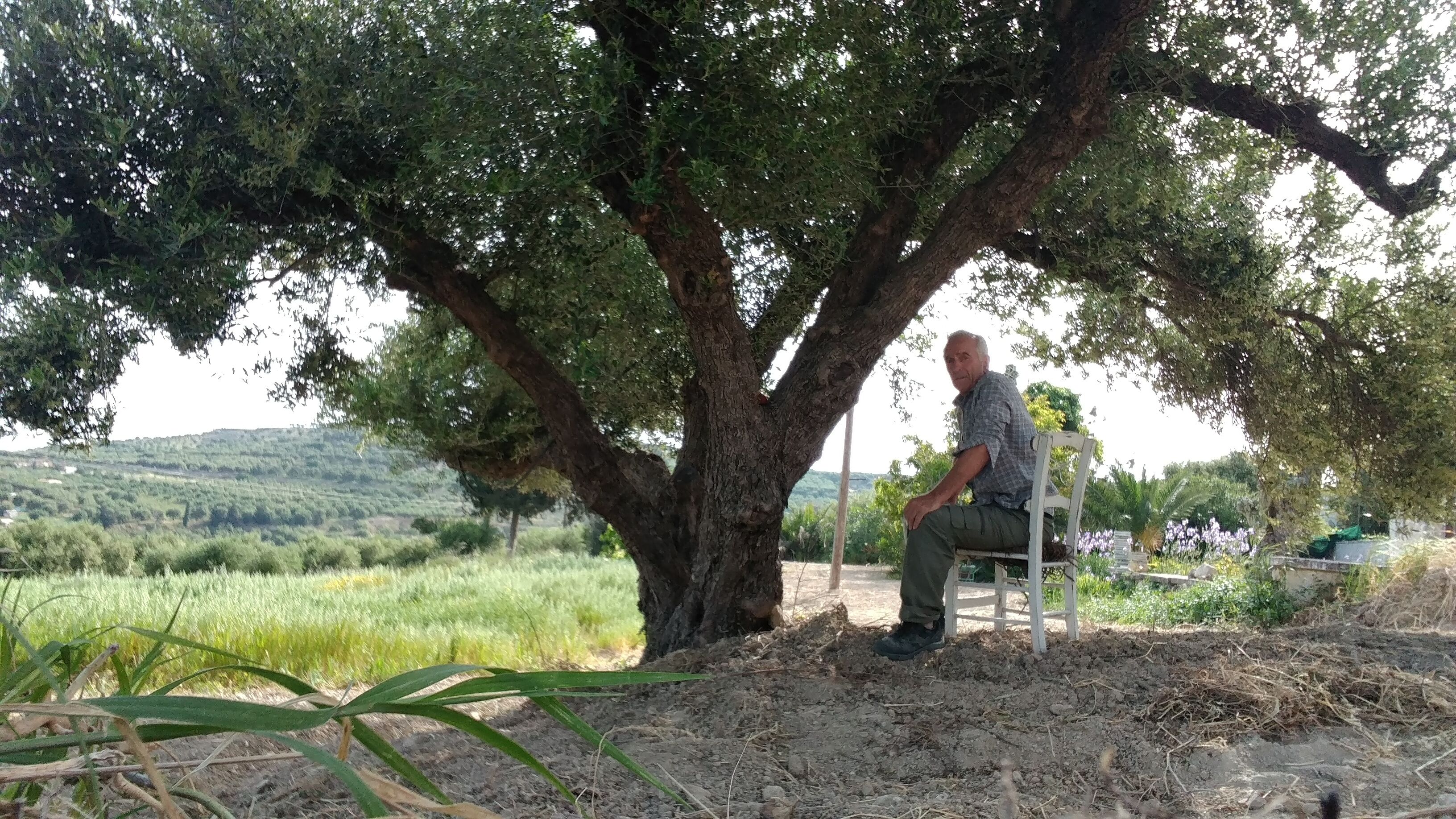 Un hombre sentado en un banco bajo un árbol en un entorno rural.
