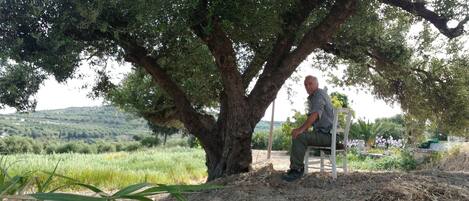 Un hombre sentado en un banco bajo un árbol en un entorno rural.