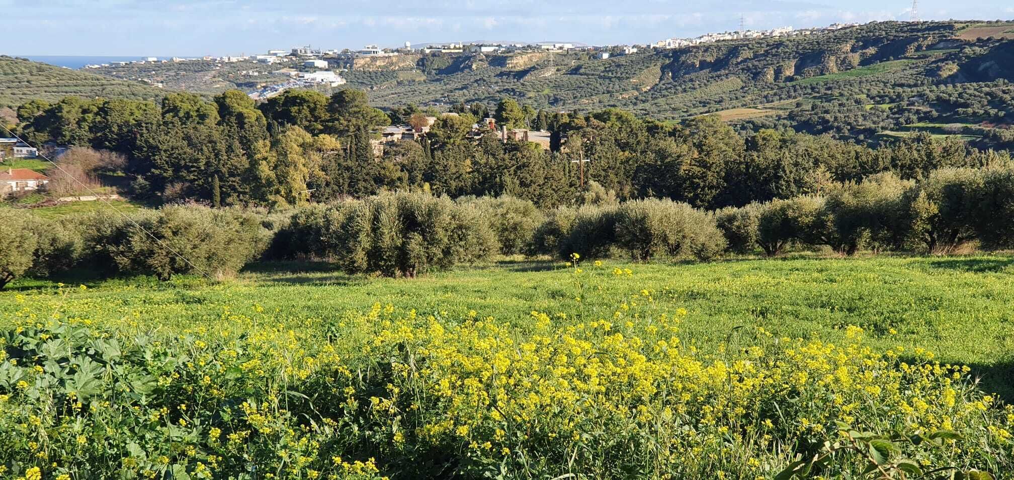 Ländliche Landschaft mit einem Feld gelber Blumen und einer hügeligen Kulisse mit verstreuten Gebäuden.