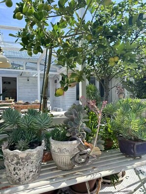 Terraza o patio