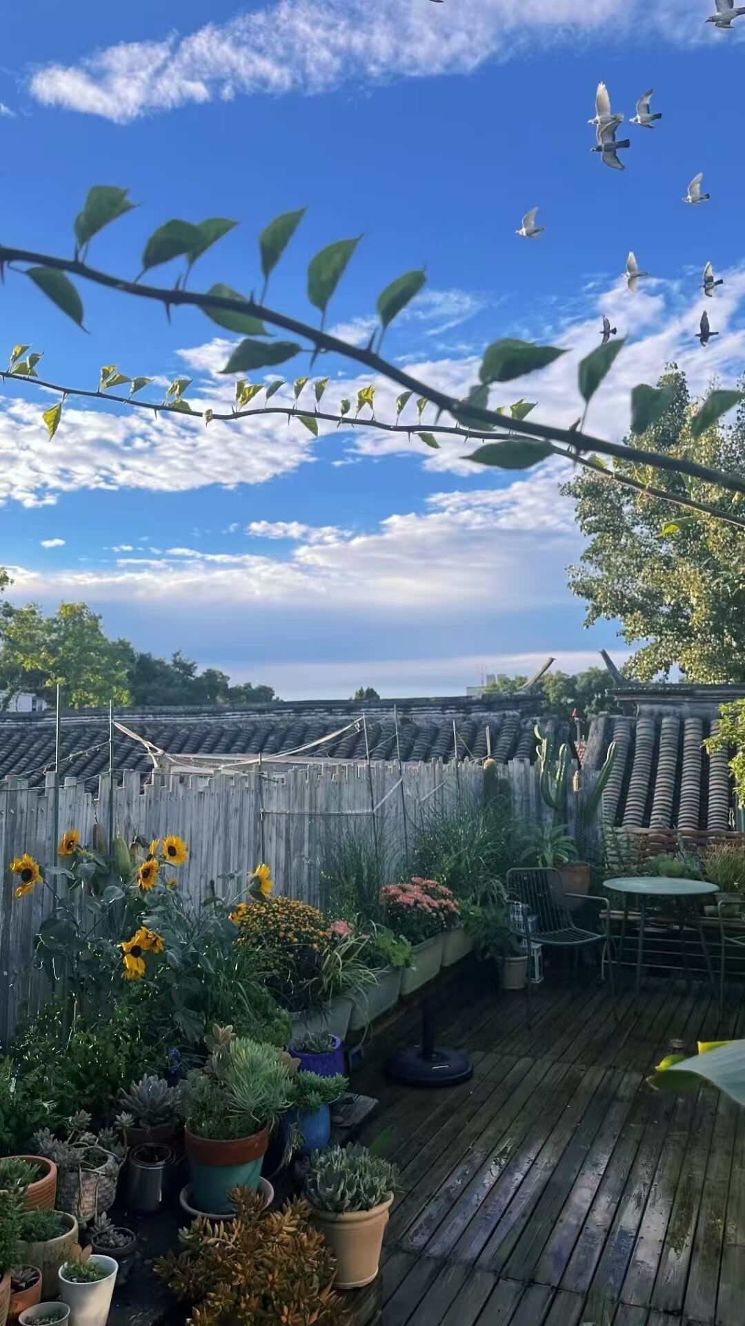 Terraza de madera con plantas en macetas y zona de estar.