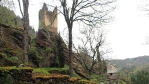 Un muro de piedra con musgo, un árbol y un edificio al fondo.