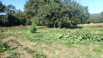 Un paysage rural avec un grand arbre, un jardin clos et un ciel dégagé.