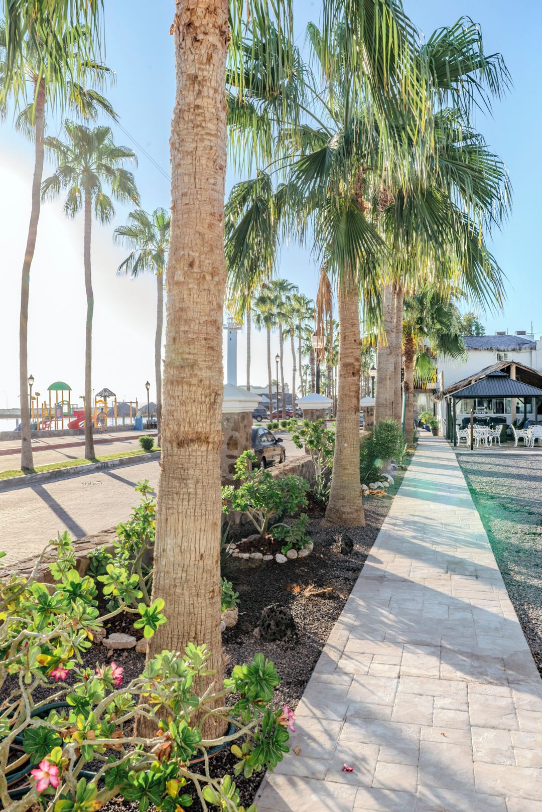 A paved walkway lined with palm trees and a variety of plants.