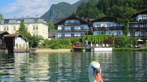 Un cisne en un lago, con edificios al fondo.