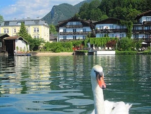 Un cisne en un lago, con edificios al fondo.