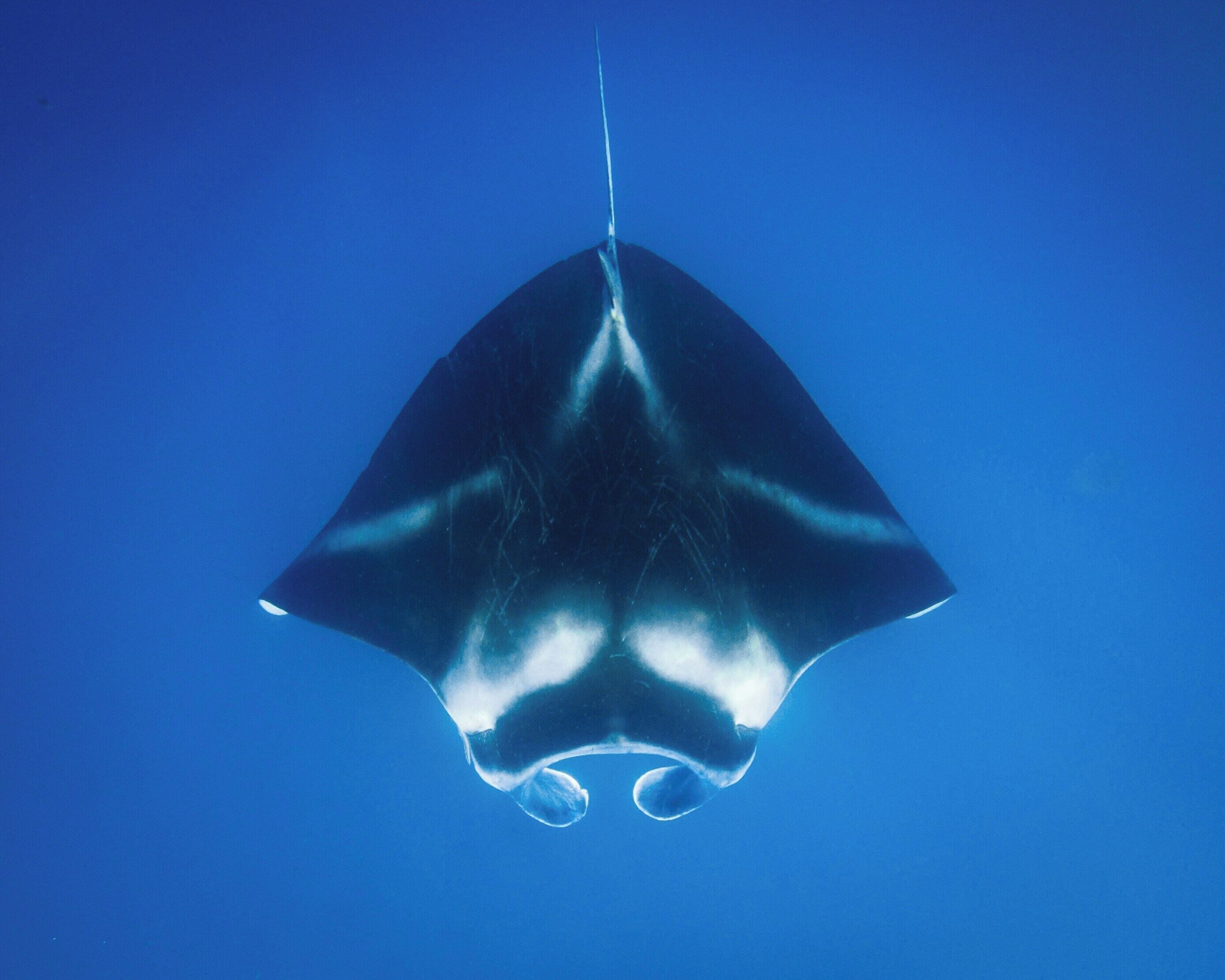 A manta ray swimming in clear blue water.