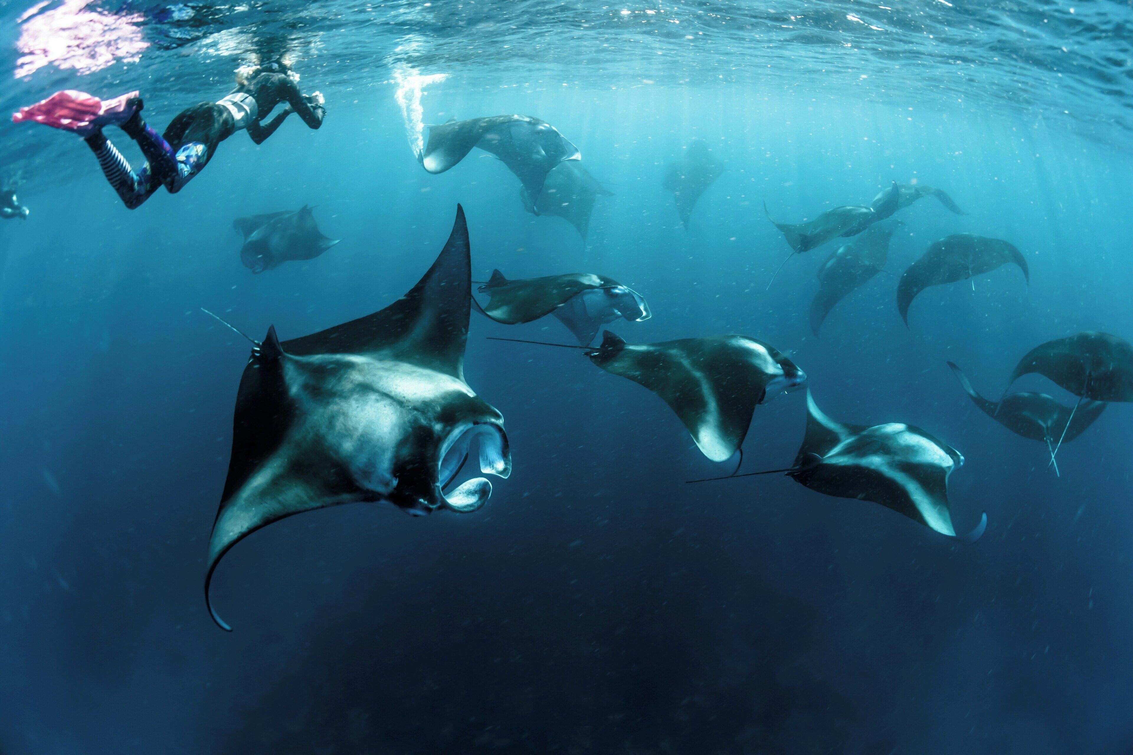 A diver swimming with manta rays in clear blue water.