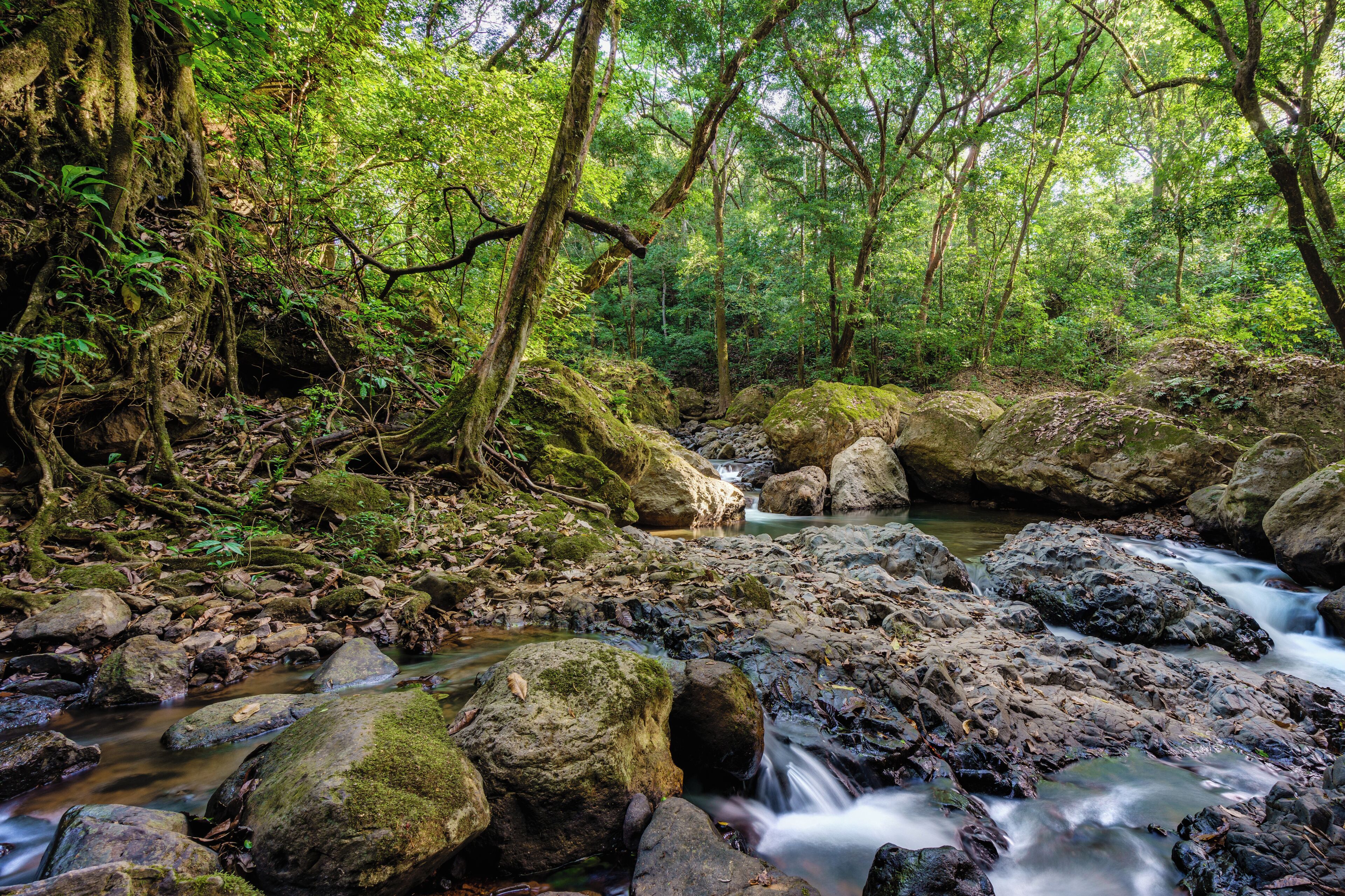 A natural forest scene with a stream flowing over rocks.
