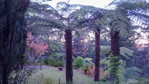 A garden with tall trees and a variety of shrubs. - Sublime Art Deco Cottage: Leura, Blue Mountains (Leura)