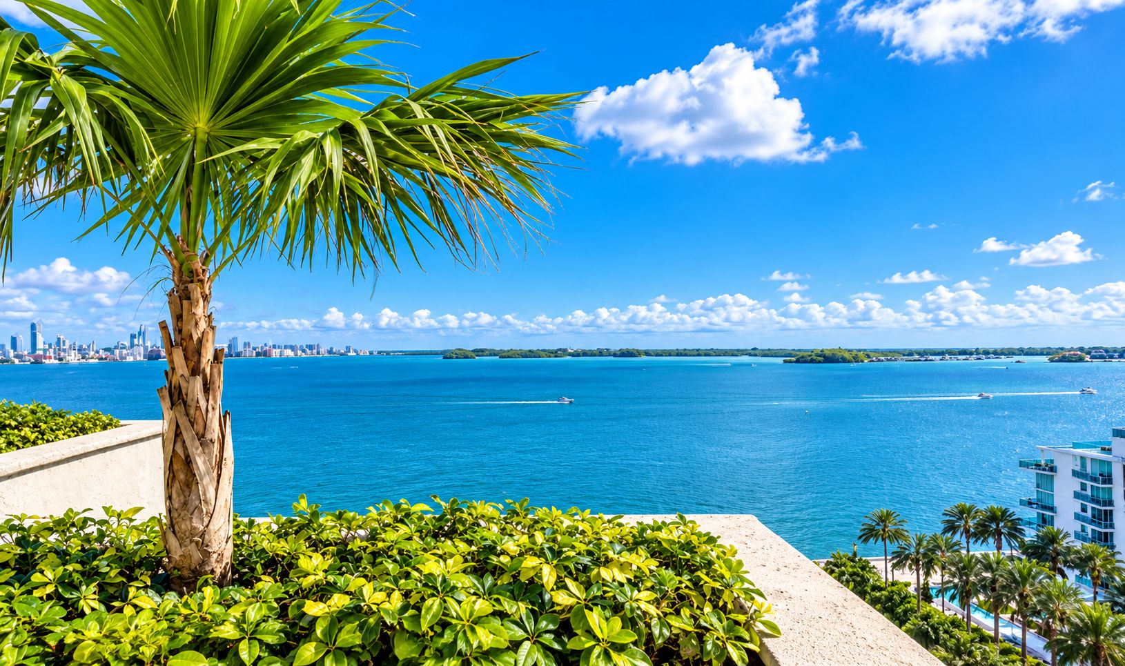 A coastal view with a palm tree, clear blue sky, and a distant city skyline.