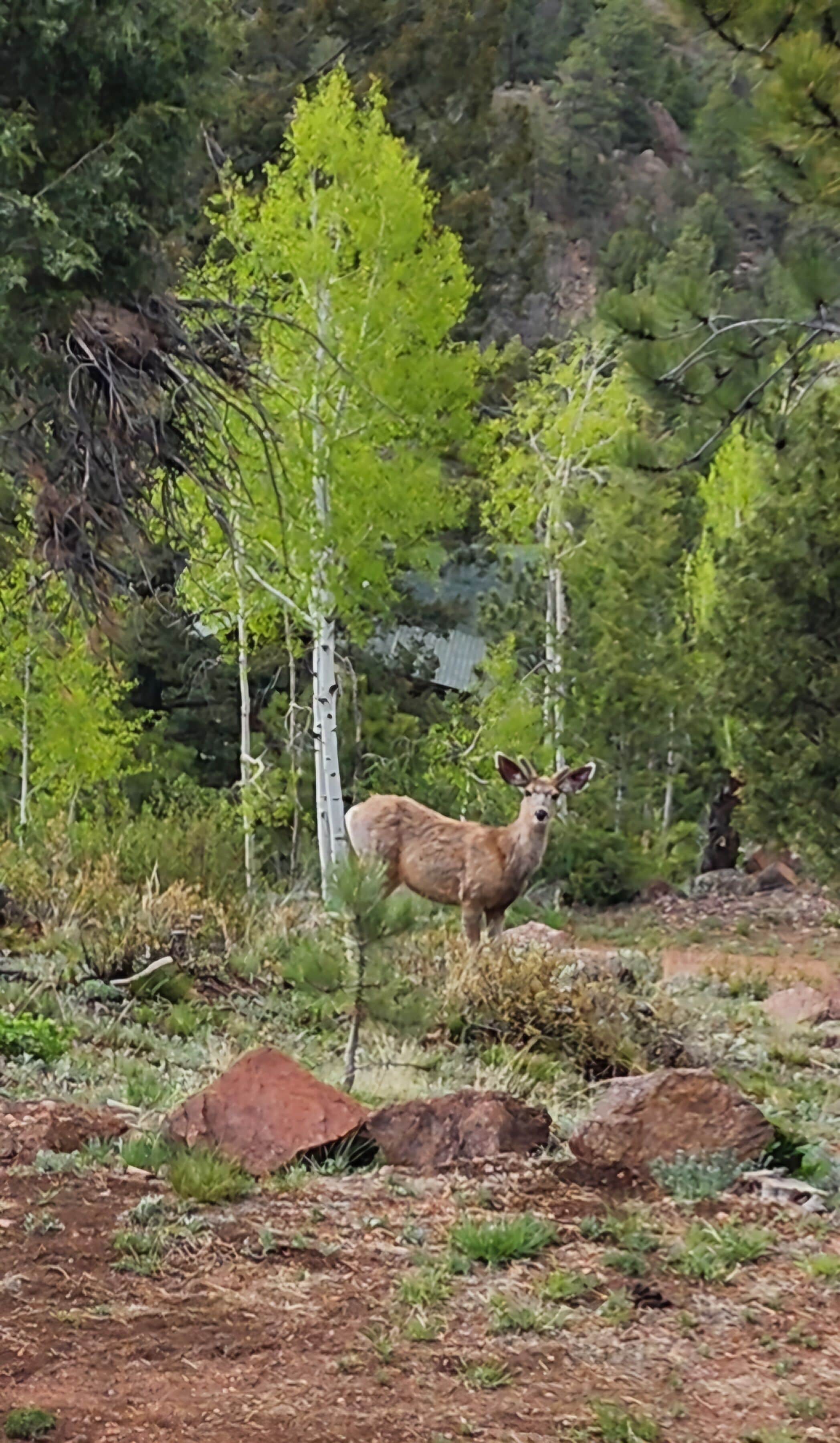 A deer standing in a natural setting with trees and rocks.