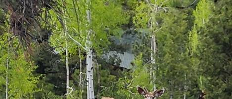 A deer standing in a natural setting with trees and rocks.