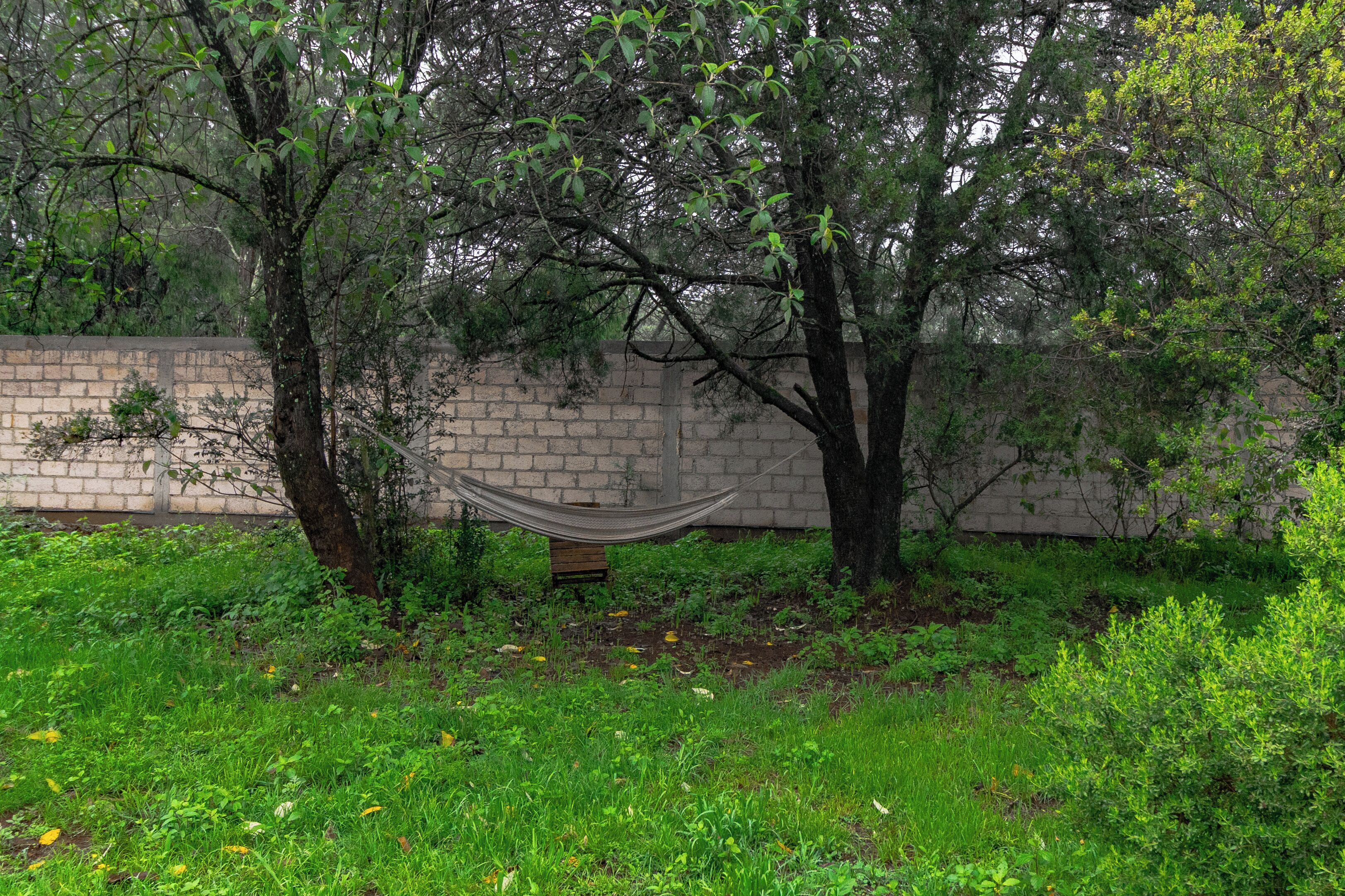 A hammock between two trees in a grassy area with a brick wall in the background.