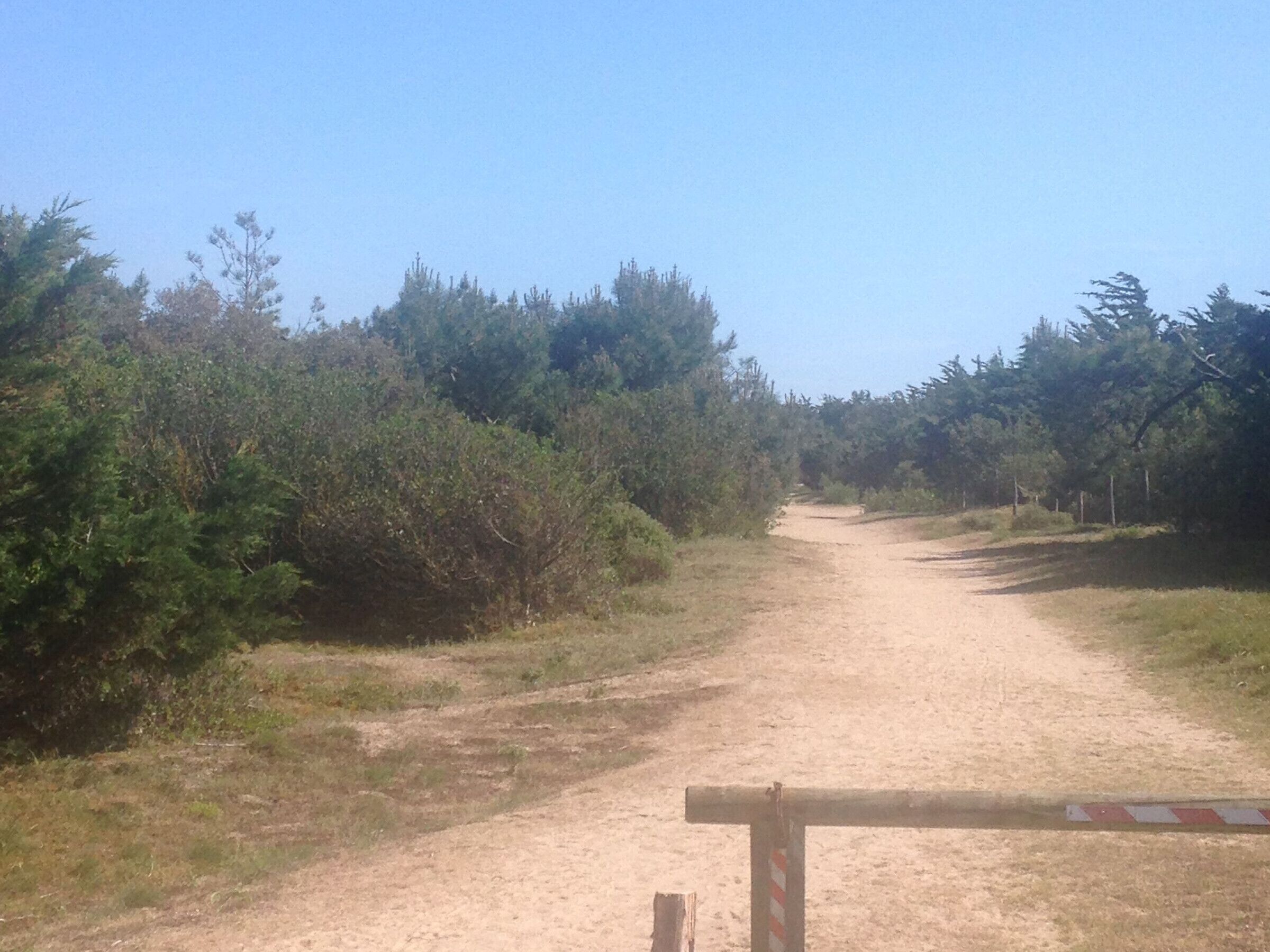 A dirt path flanked by dense shrubbery and trees, leading into a forested area.