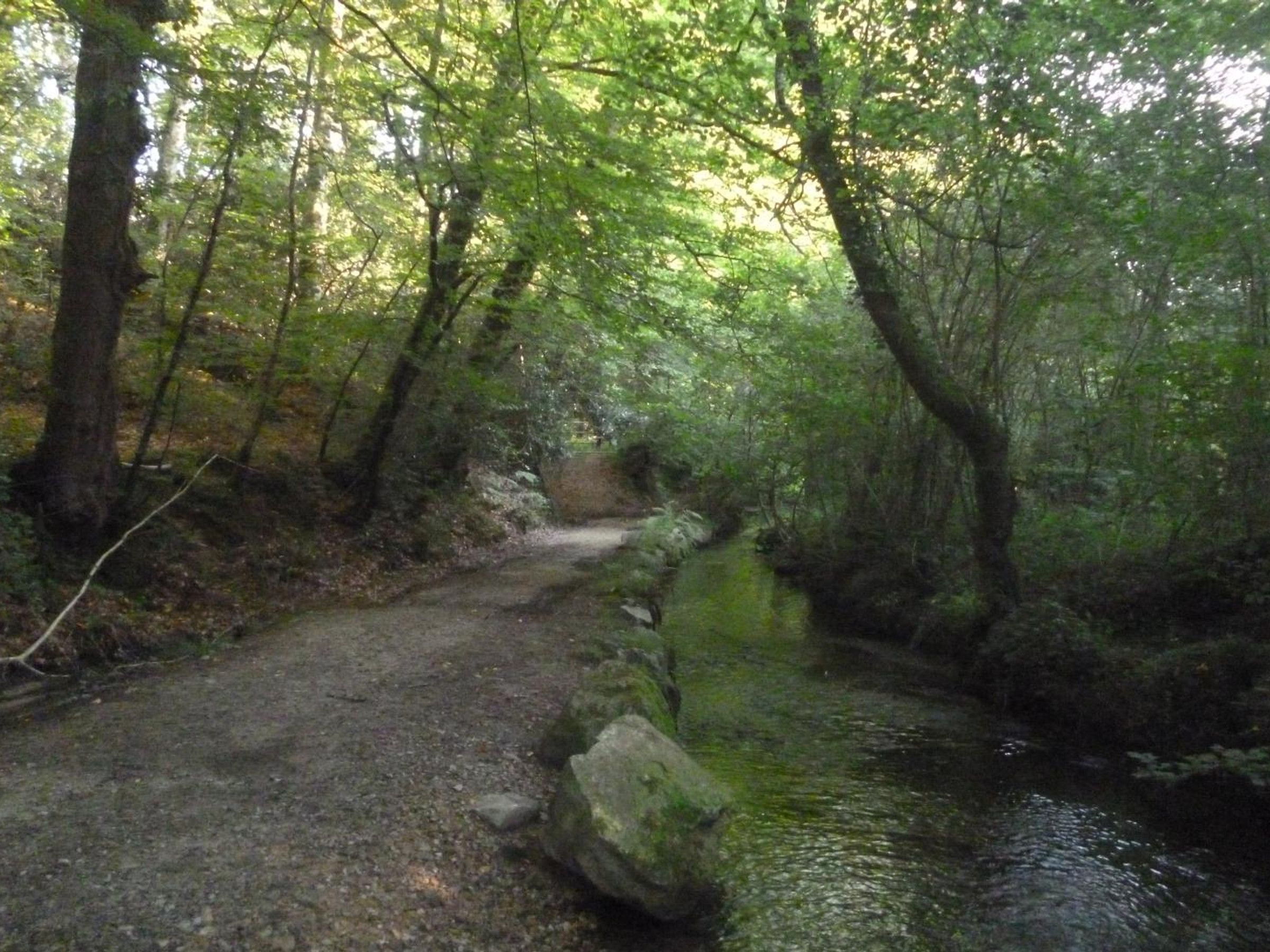 Une zone boisée avec un sentier étroit menant à un plan d’eau.
