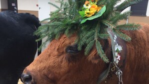 A cow with a decorative headpiece and a bell, tied to a chain fence. - Contemporary Apartment near ski lift - sleeps4/5 (Saint-Jean-d'Aulps)