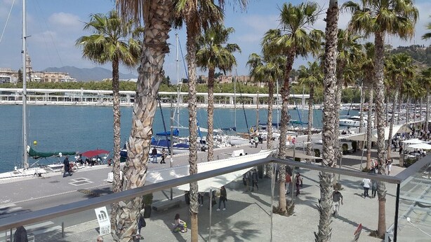 A marina with boats, palm trees, and a bridge in the background.