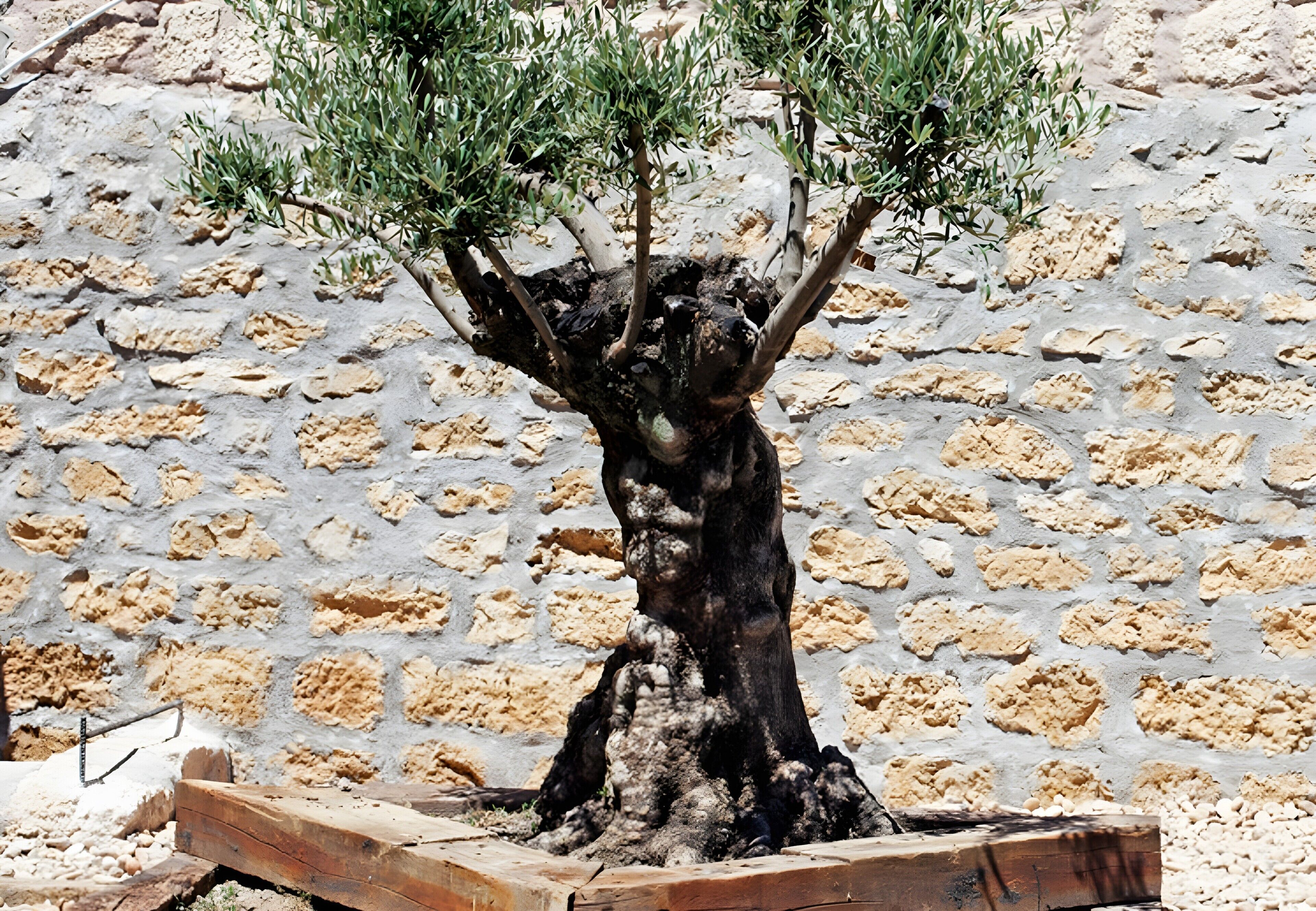 Un bonsai con tronco robusto e numerose ramificazioni, posizionato in un vaso di legno.
