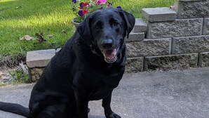 Un chien noir est assis sur une surface en béton, avec un espace herbeux et un parterre de fleurs en arrière-plan.