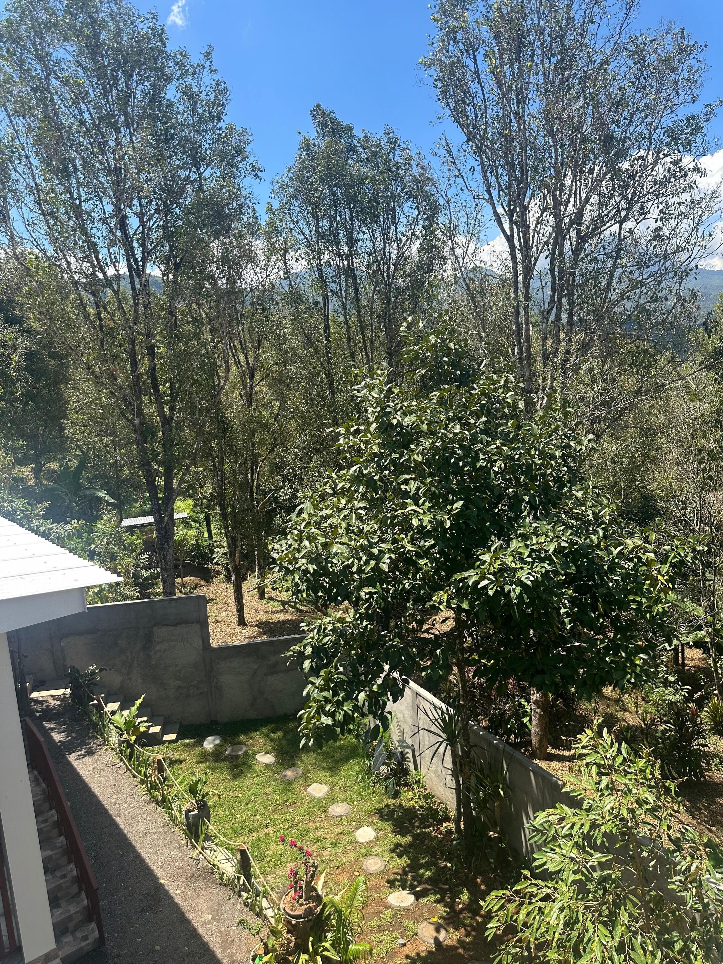 A garden with a variety of trees and a concrete structure.
