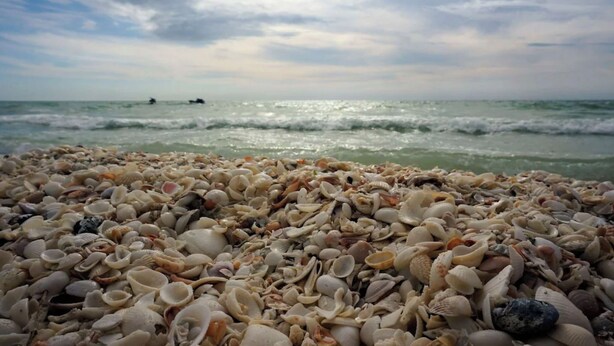 Une plage où l’on trouve une grande variété de coquillages, et d’où l’on aperçoit l’océan au loin.