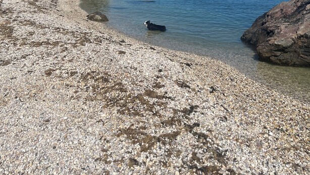 A pebbly beach with clear water, a dog, and rocky outcrops.