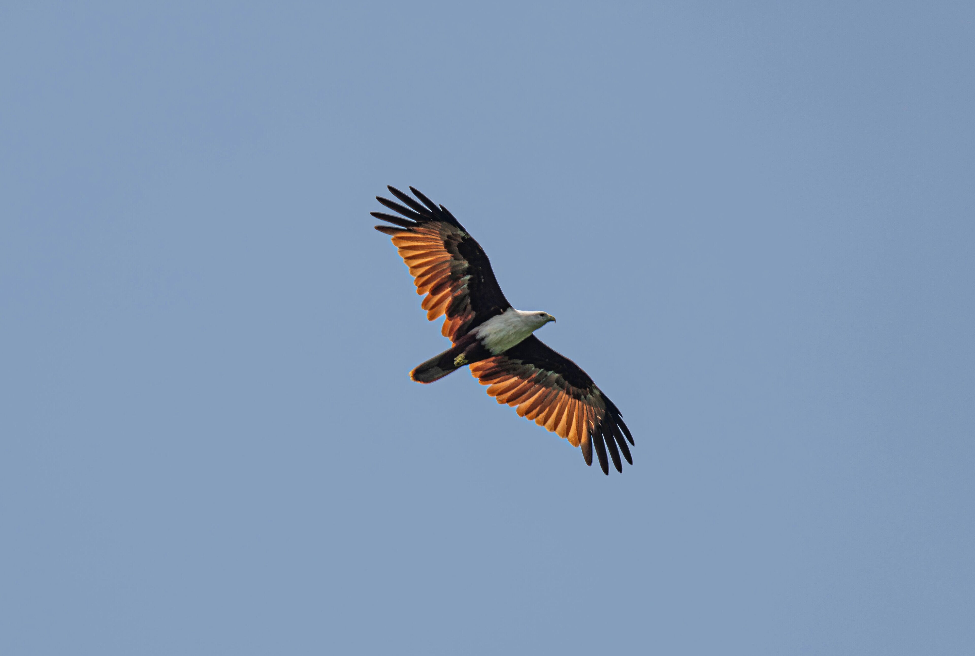 A bird in flight against a clear sky.