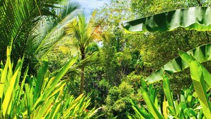 A wooden pathway leading to a pool surrounded by lush greenery and banana plants. - Water To Forest Ecolodge (Loboc)