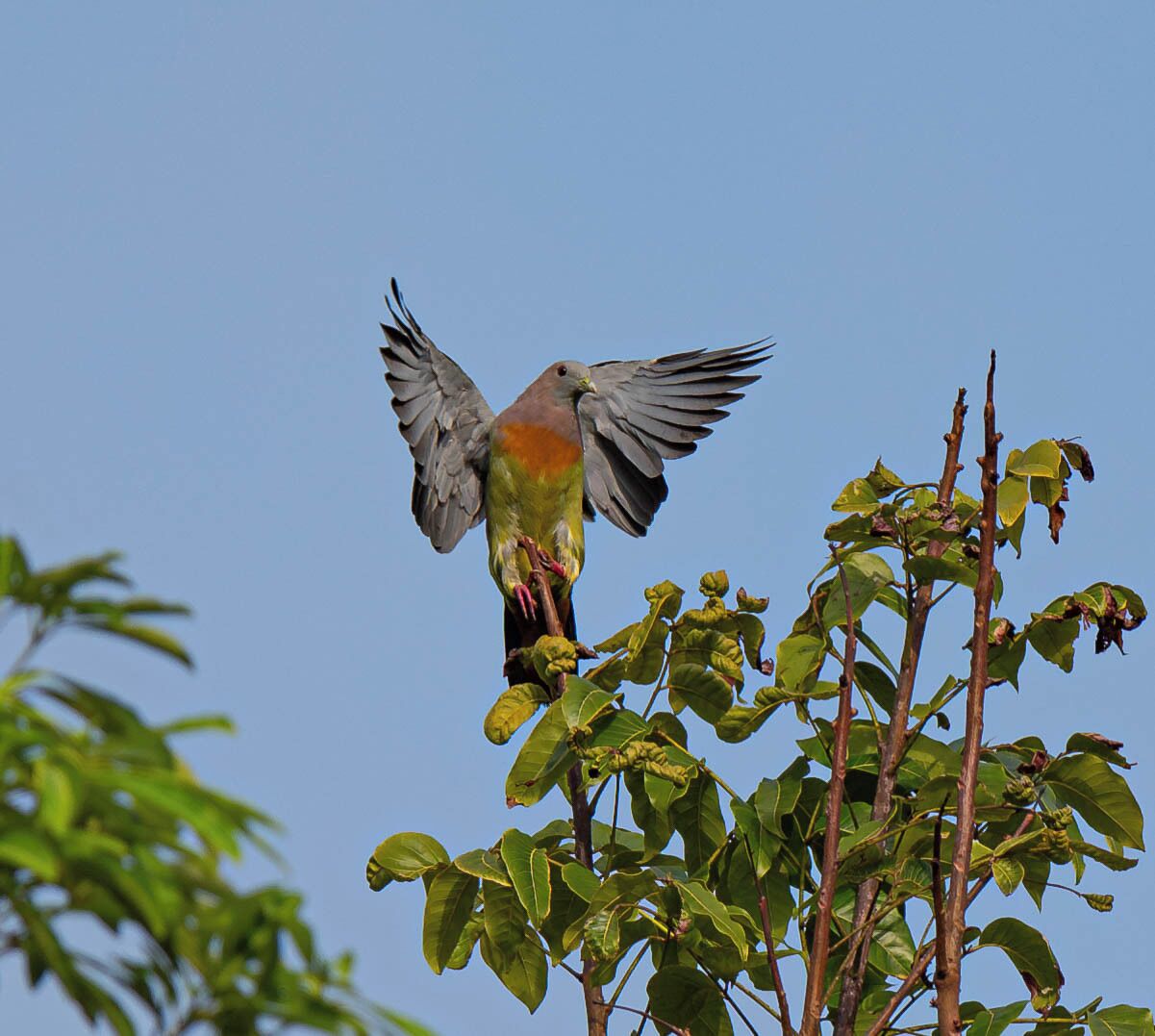 A bird perched on a branch with green leaves against a clear sky.