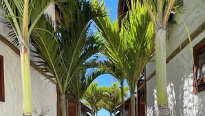 Un sendero bordeado de palmeras que conduce a una playa.