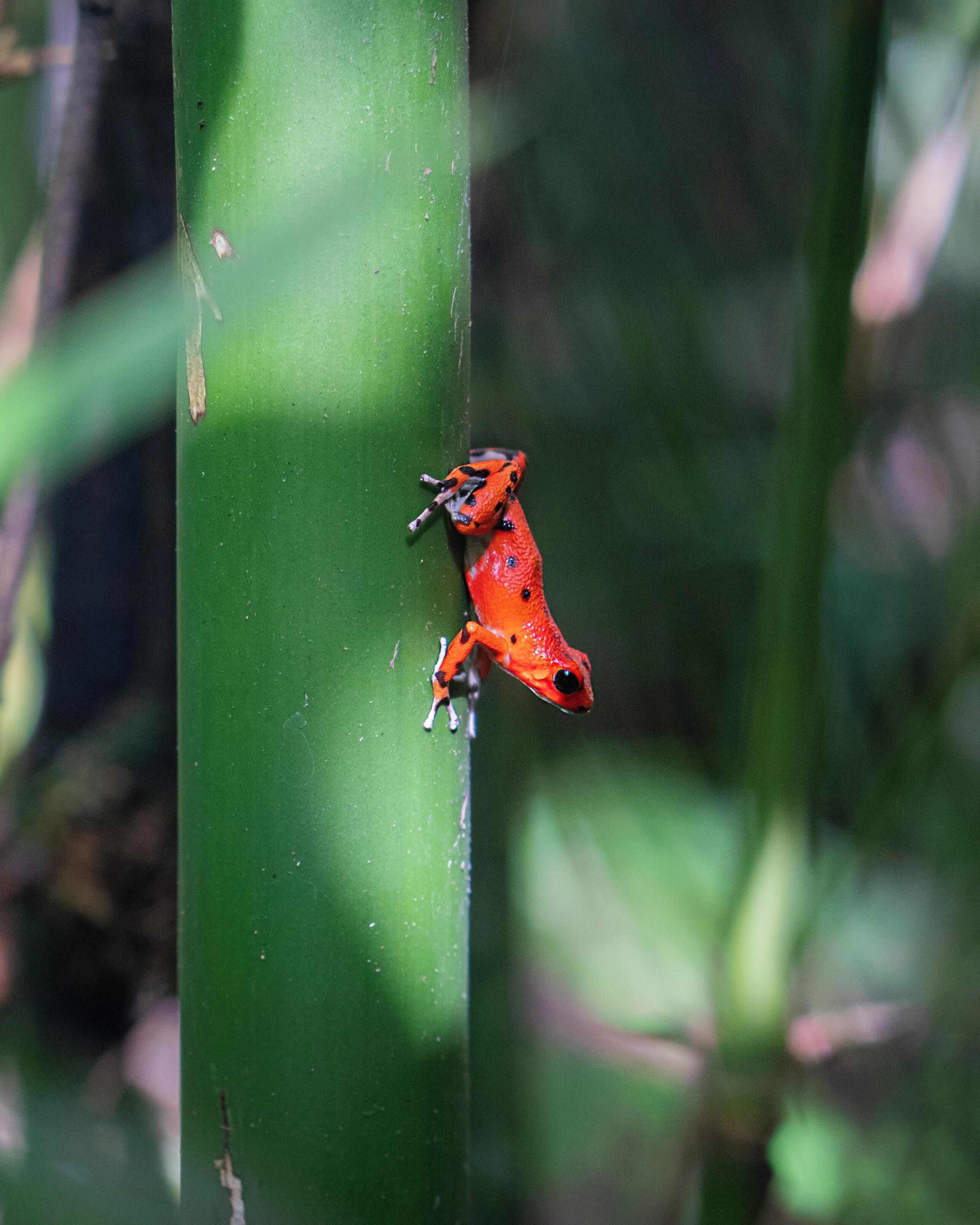 Foto - Dreamer's Hostel