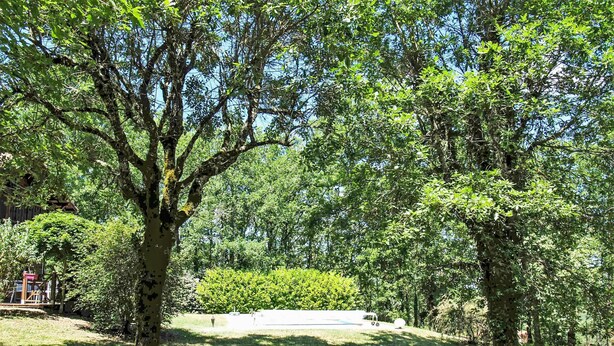 Un parque con árboles grandes y un cielo despejado.