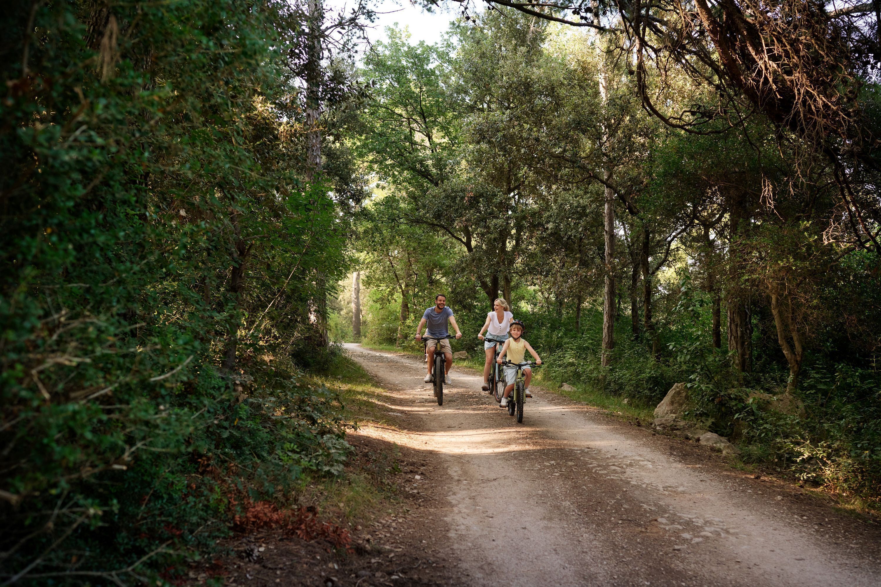 A dirt path surrounded by dense trees.