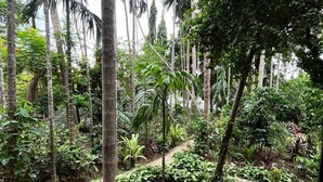 A terrace with a patterned floor, surrounded by lush greenery and tall palm trees.