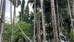 A dense tropical forest with tall palm trees and dense undergrowth.