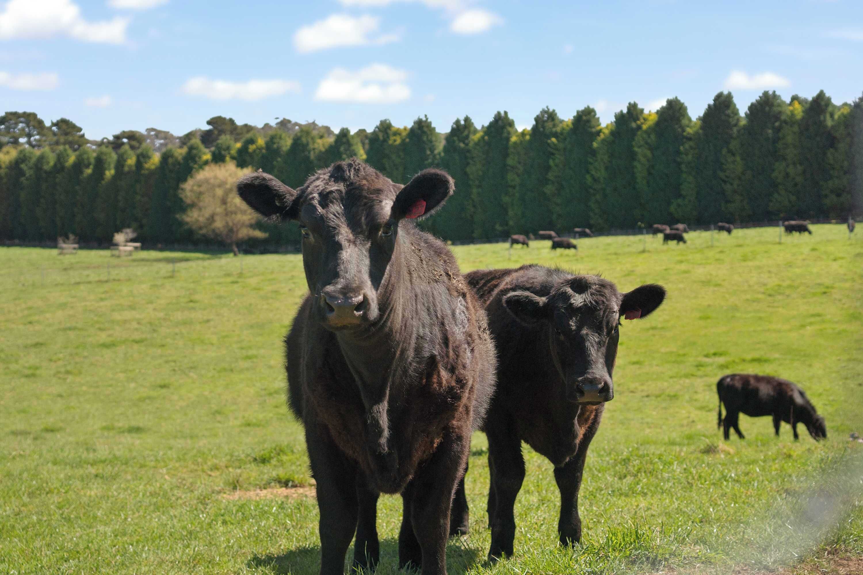Un champ herbeux où paissent des vaches.