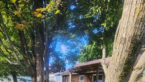 Eine Hängematte ist zwischen zwei Bäumen in einem Garten gespannt, mit einer Holzterrasse und einem Haus im Hintergrund.