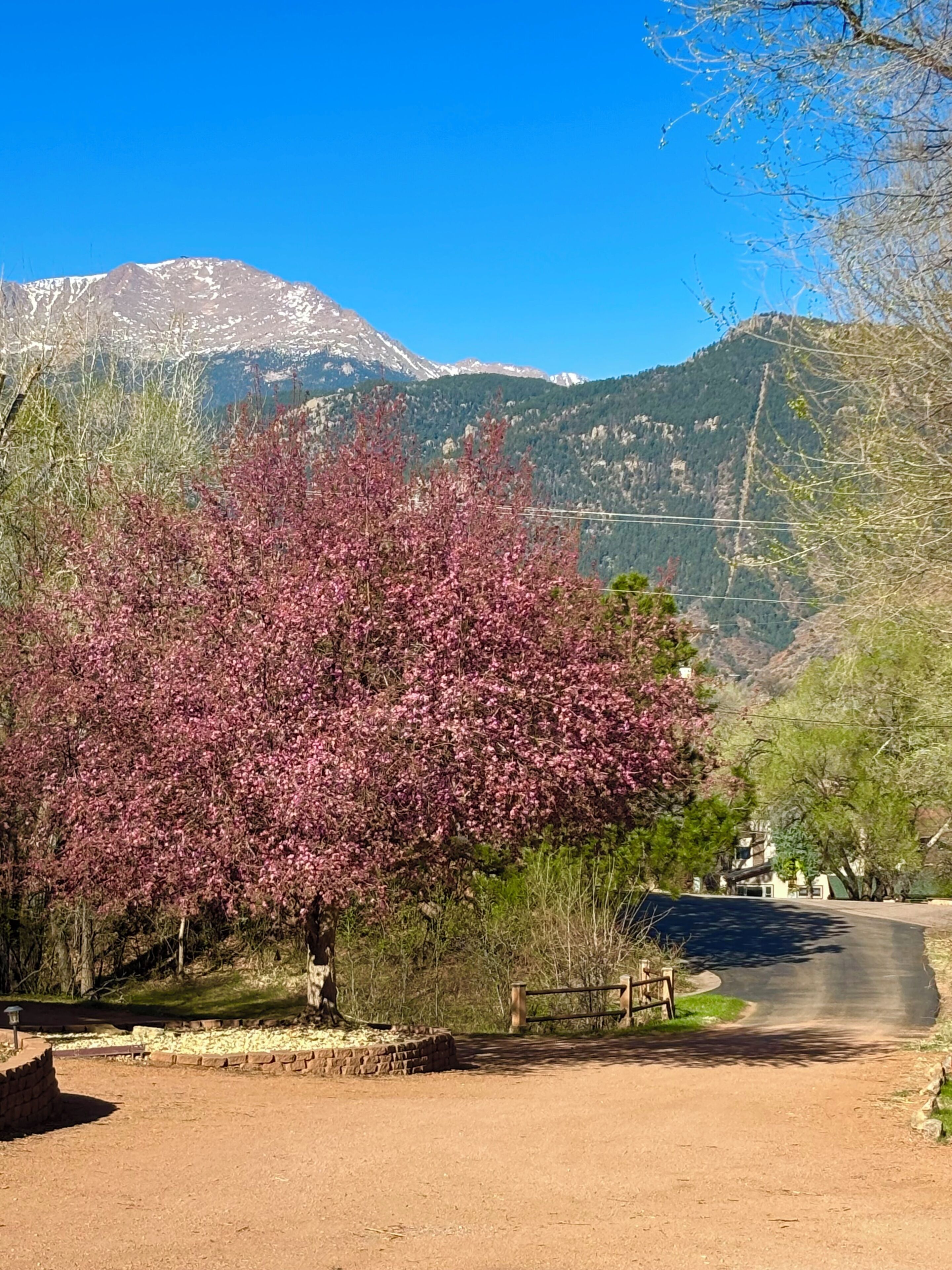 Una strada di campagna con un albero in fiore rosa, un muro in mattoni e una montagna sullo sfondo.
