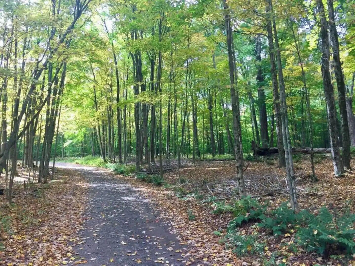 Un área boscosa con un sendero pavimentado.