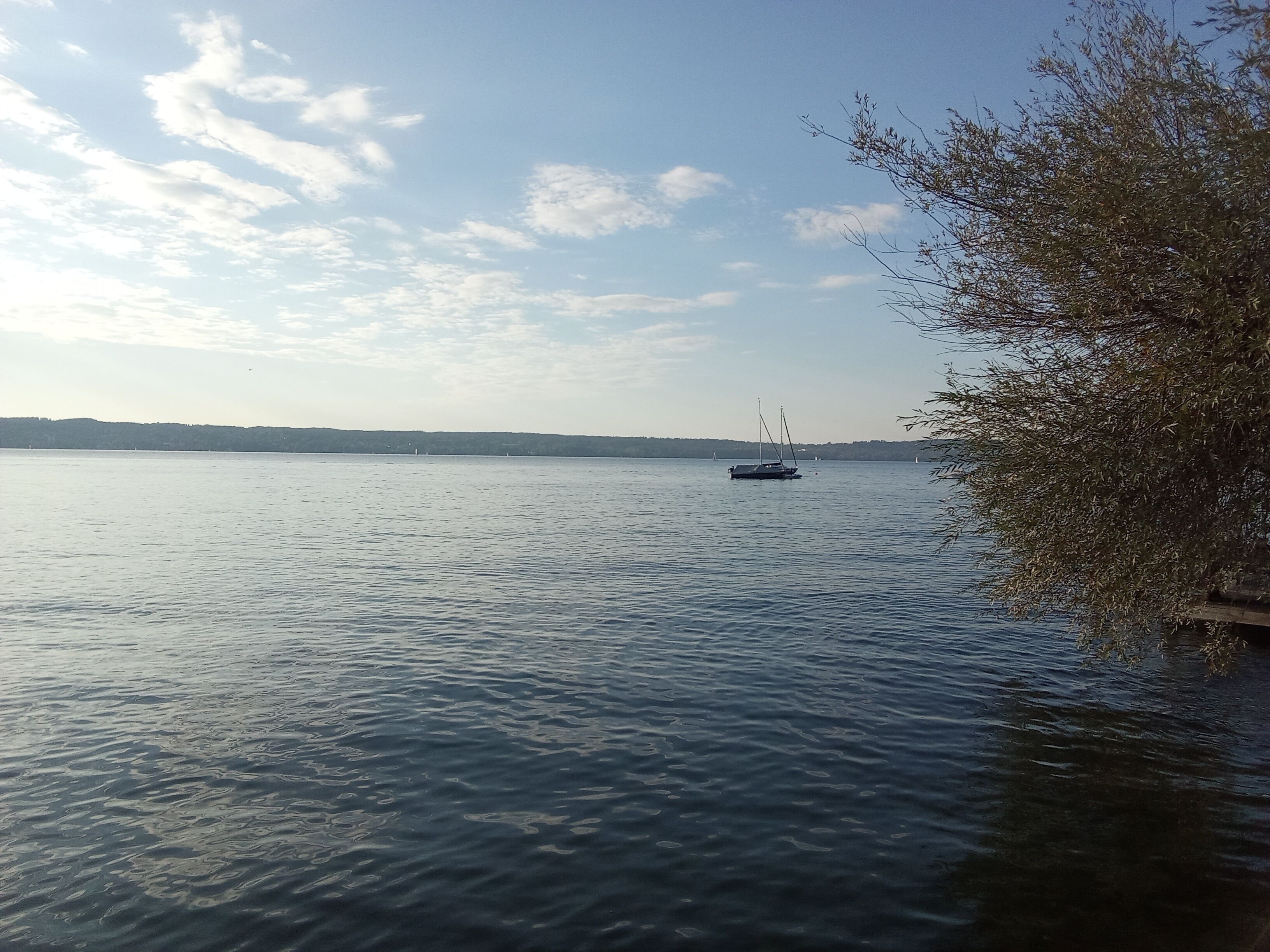 A calm lake with a sailboat in the distance and a tree on the right.