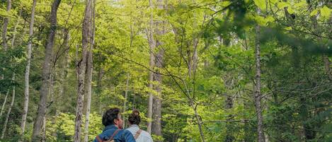 A couple hiking on a forest trail with dense greenery and trees.