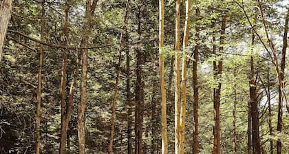 Postcard Cabins Eastern Catskills