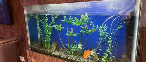 Un acuario rectangular con estructura de madera, lleno de plantas acuáticas y un pez dorado, sobre un fondo azul.