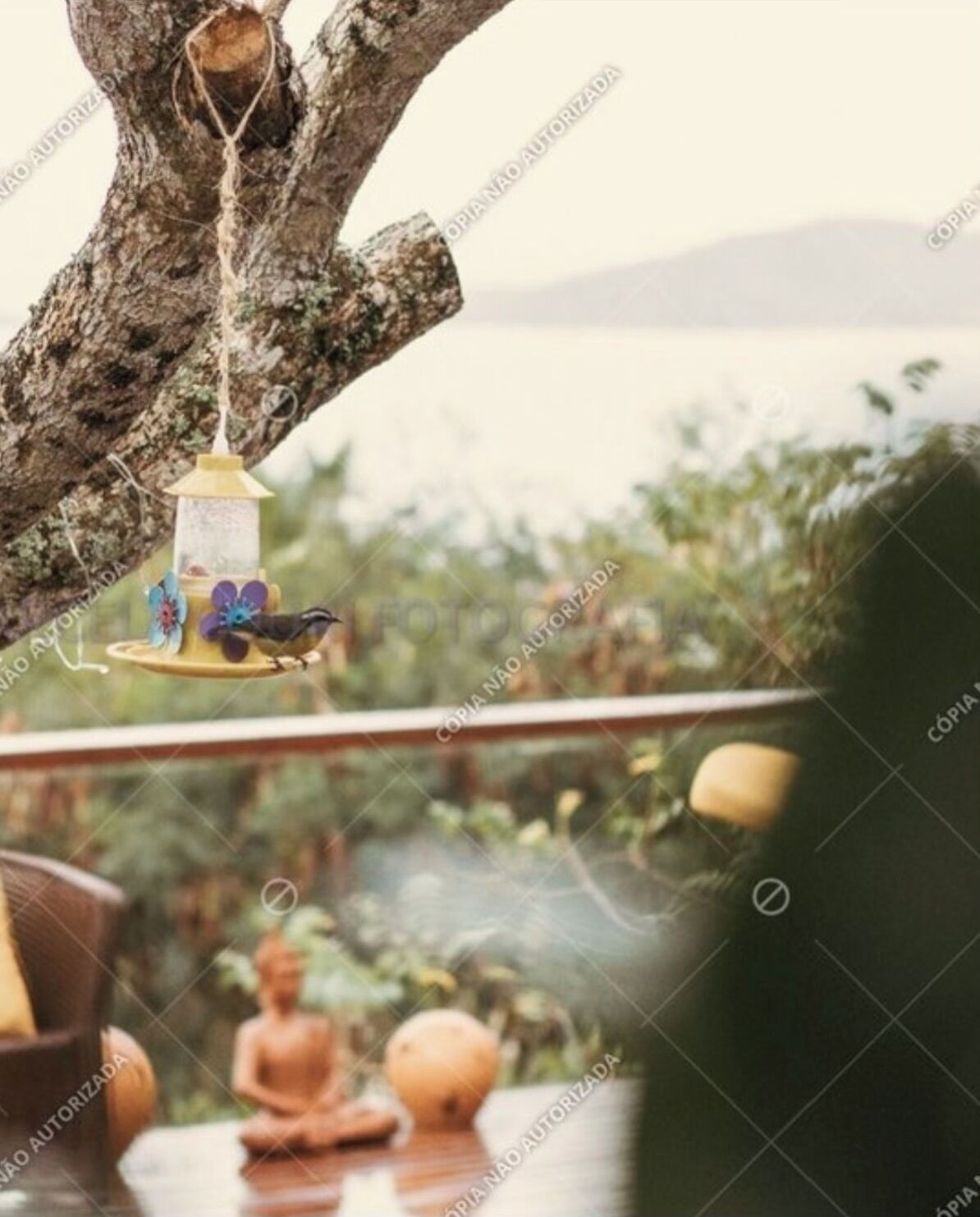 Un comedero para pájaros colgando de una rama de árbol.