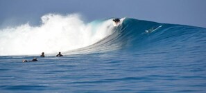 Une grosse vague sur laquelle un surfeur est en train de glisser, et plusieurs personnes dans l’eau.